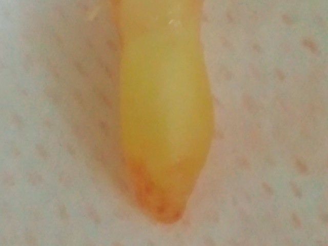 NEC_0025.jpg