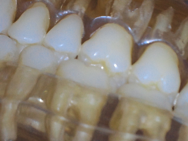 NEC_0160.jpg