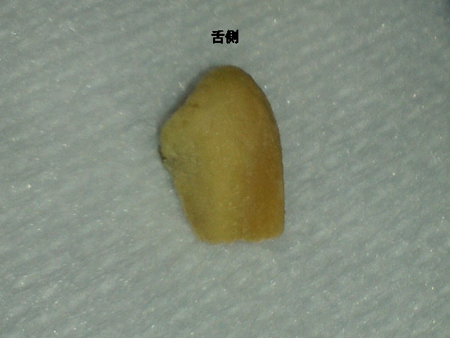 NEC_0259-2.jpg