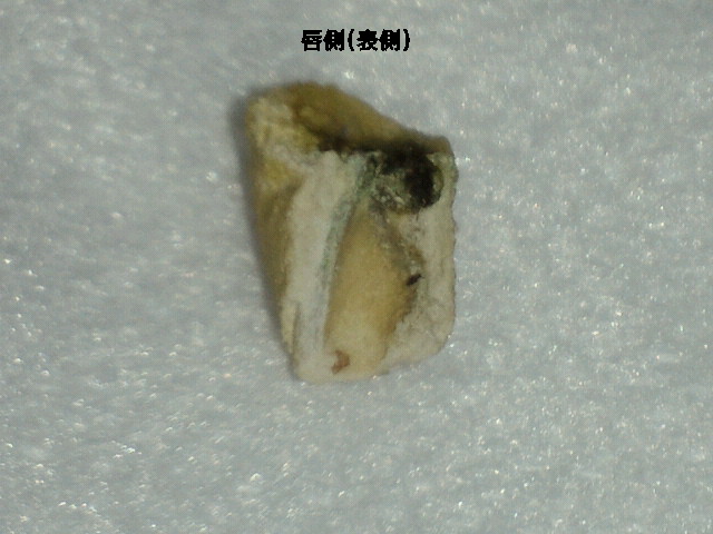 NEC_0260-4.jpg