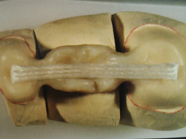 NEC_0900.jpg