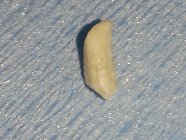 NEC_0915.jpg
