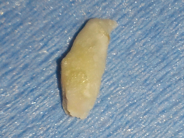 NEC_0917.jpg