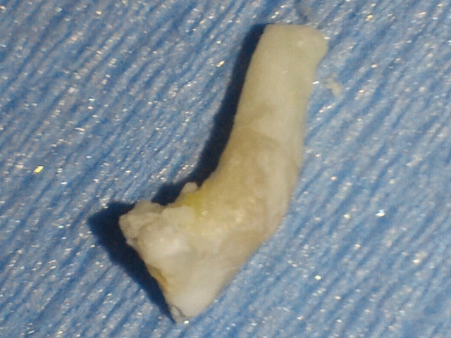 NEC_0918.jpg