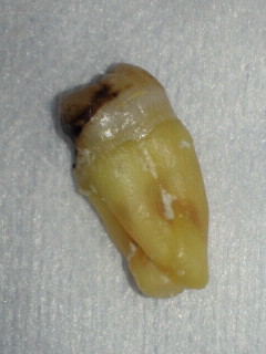 NEC_0931.jpg