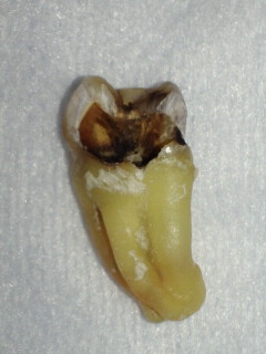 NEC_0932.jpg